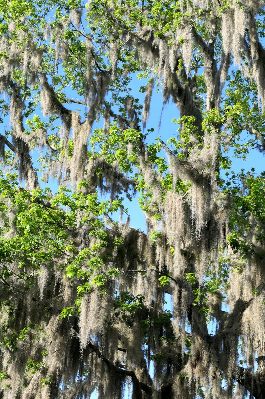 Putnam County, Florida